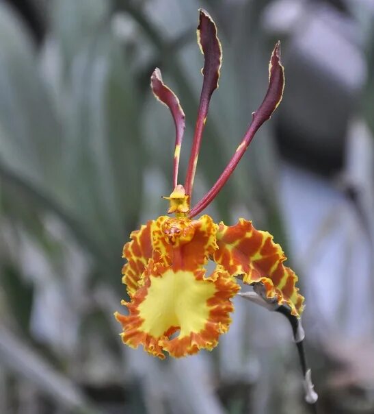 Психопсис орхидея фото Psychopsis Butterfly (papilio x sanderae) 2550 р горшок 8 см Зафиксированный диа