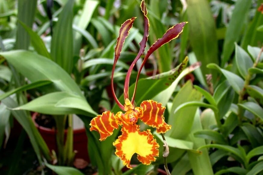 Психопсис орхидея фото Видео Орхидея психопсис Psychopsis Gusev Orchids