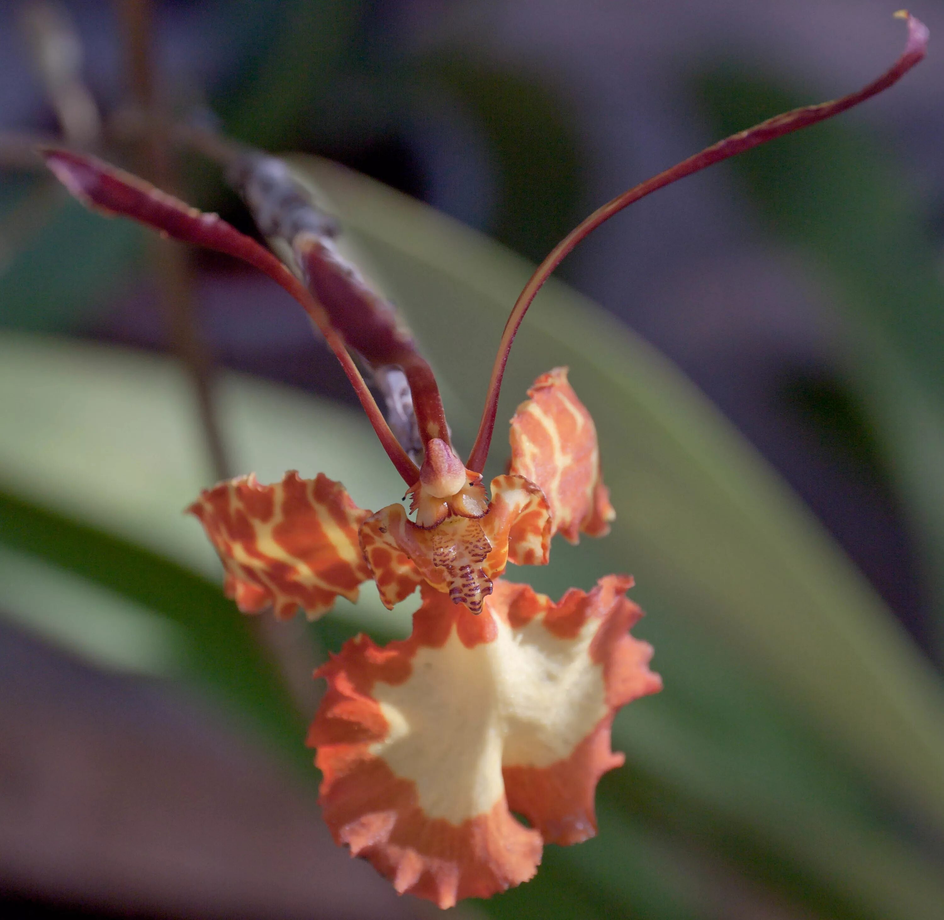 Психопсис орхидея фото File:Psychopsis versteegianum orange orchid.jpg - Wikimedia Commons