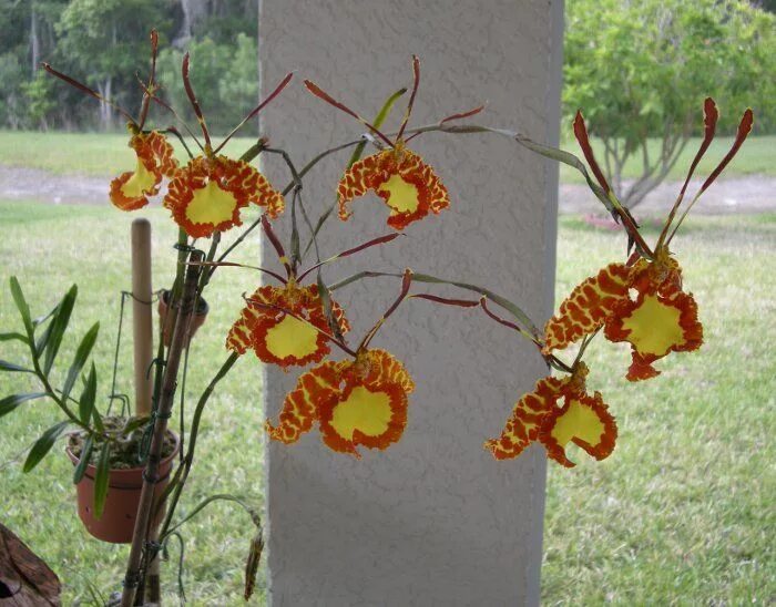 Психопсис орхидея фото psychopsis orchid - Butterfly in the air Types of orchids, Orchids, Growing orch