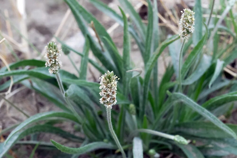 Псиллиум как выглядит растение Plantago Ovata: Manfaat - Efek Samping dan Tips Penggunaan - IDN Medis