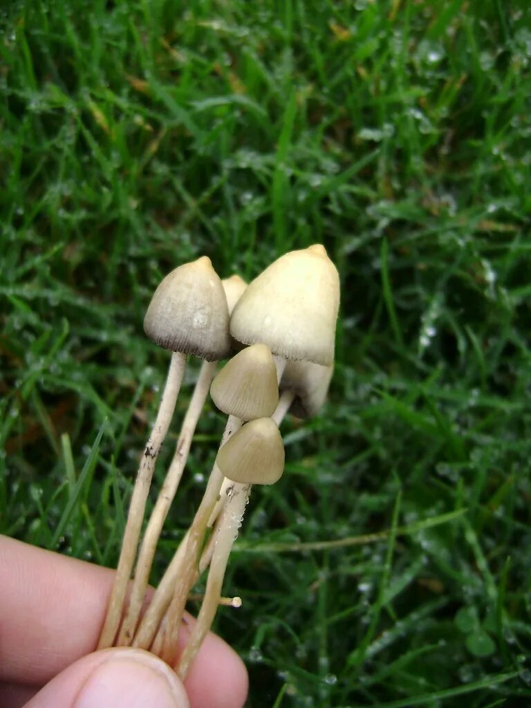 Псилоцибиновые грибы фото Liberty Cap - Psilocybe semilanceata - Fungi this would be. Flickr