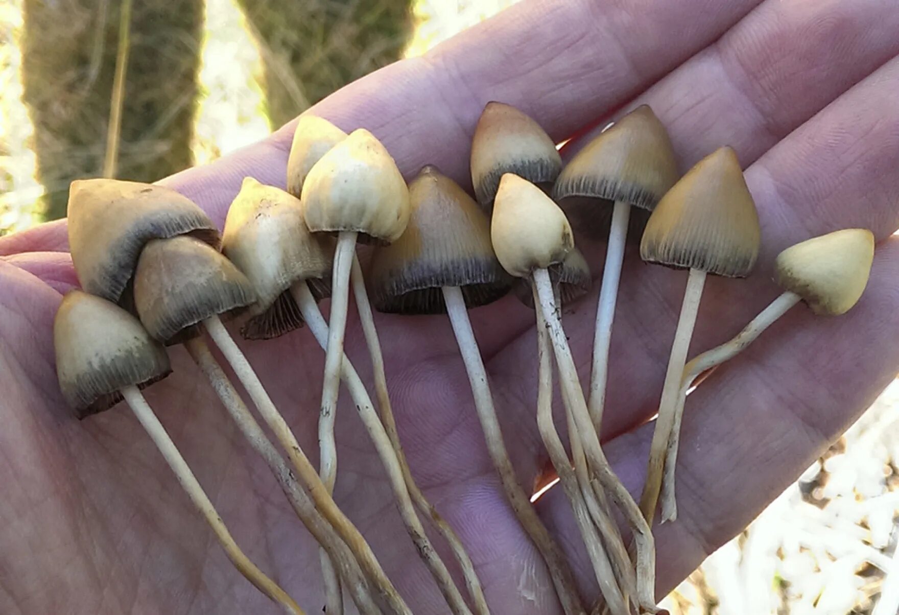 Псилоцибиновые грибы фото Rural Oregon counties are lining up against psilocybin launch Jefferson Public R