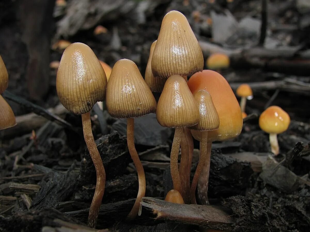 Псилоцибиновые грибы фото Berkas:Psilocybe pelliculosa 122504.jpg - Wikipedia bahasa Indonesia, ensikloped