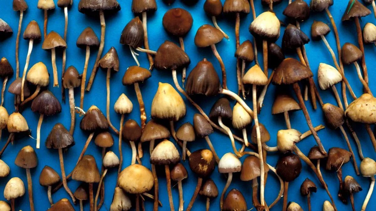 Псилоцибиновые грибы фото Magic mushrooms could be prescribed for people with depression, new research sug