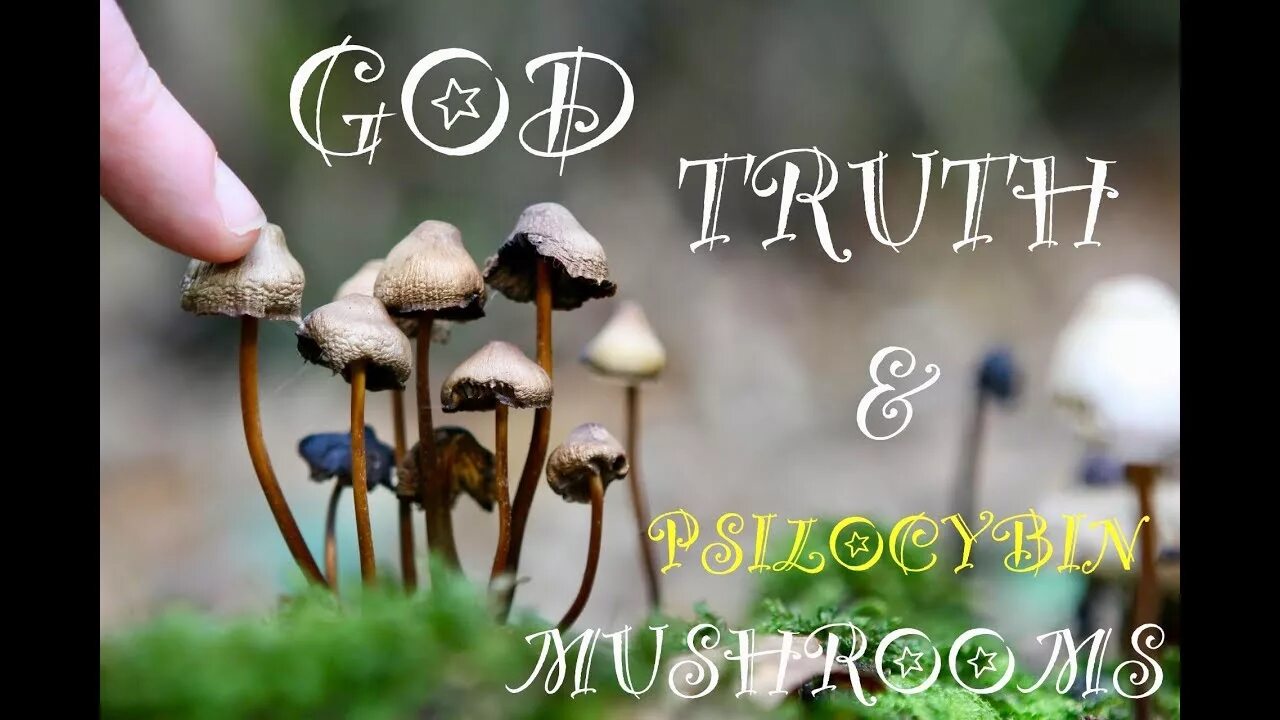 Псилоцибиновые грибы фото GOD, TRUTH & PSILOCYBIN MUSHROOMS - YouTube