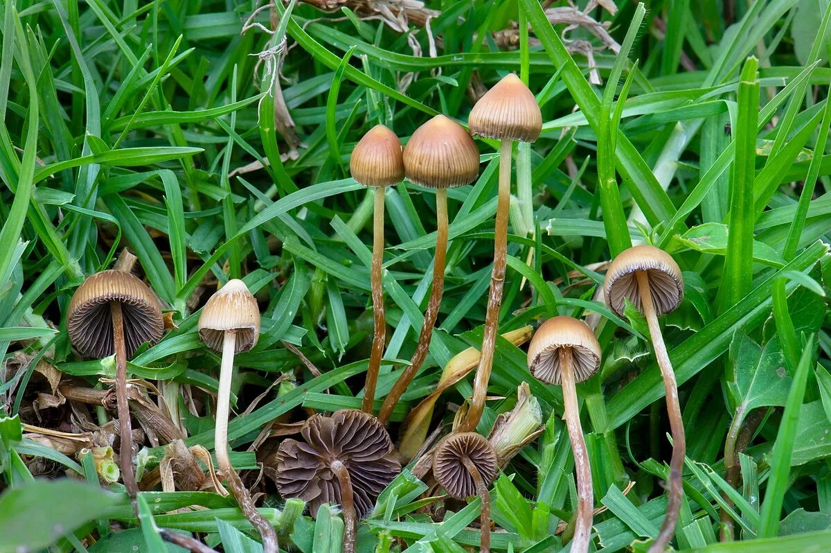 Псилоцибиновые грибы фото File:Psilocybe mexicana Veracruz.jpg - Wikipedia