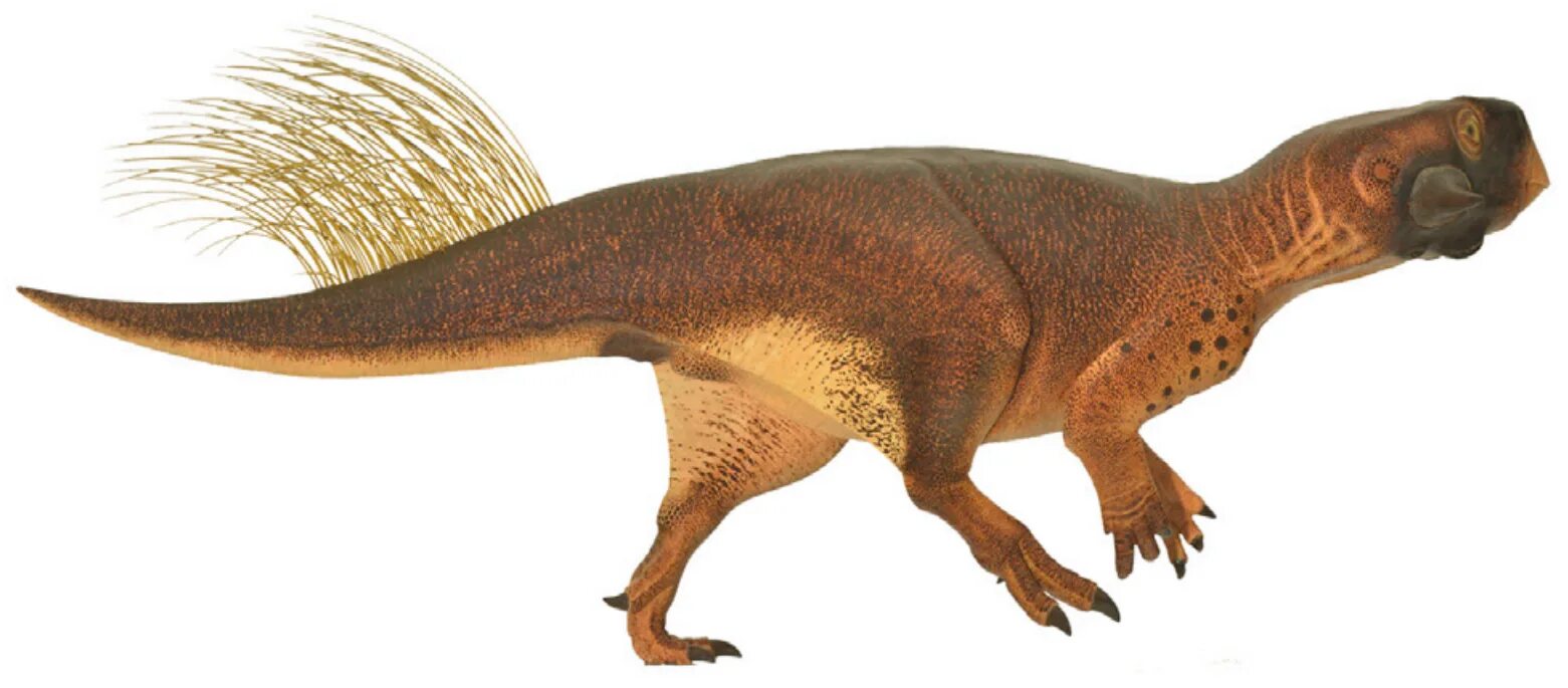 Пситтакозавр сибирский фото File:Psittacosaurus (Vinther et al. 2016, cropped).png - Wikipedia