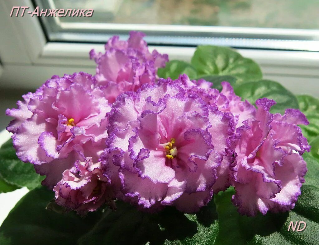 Пт анжелика фиалка фото Virtual Violet :: Просмотр темы - ПТ-Анжелика (Т.Пугачева) Plants, Garden, Afric