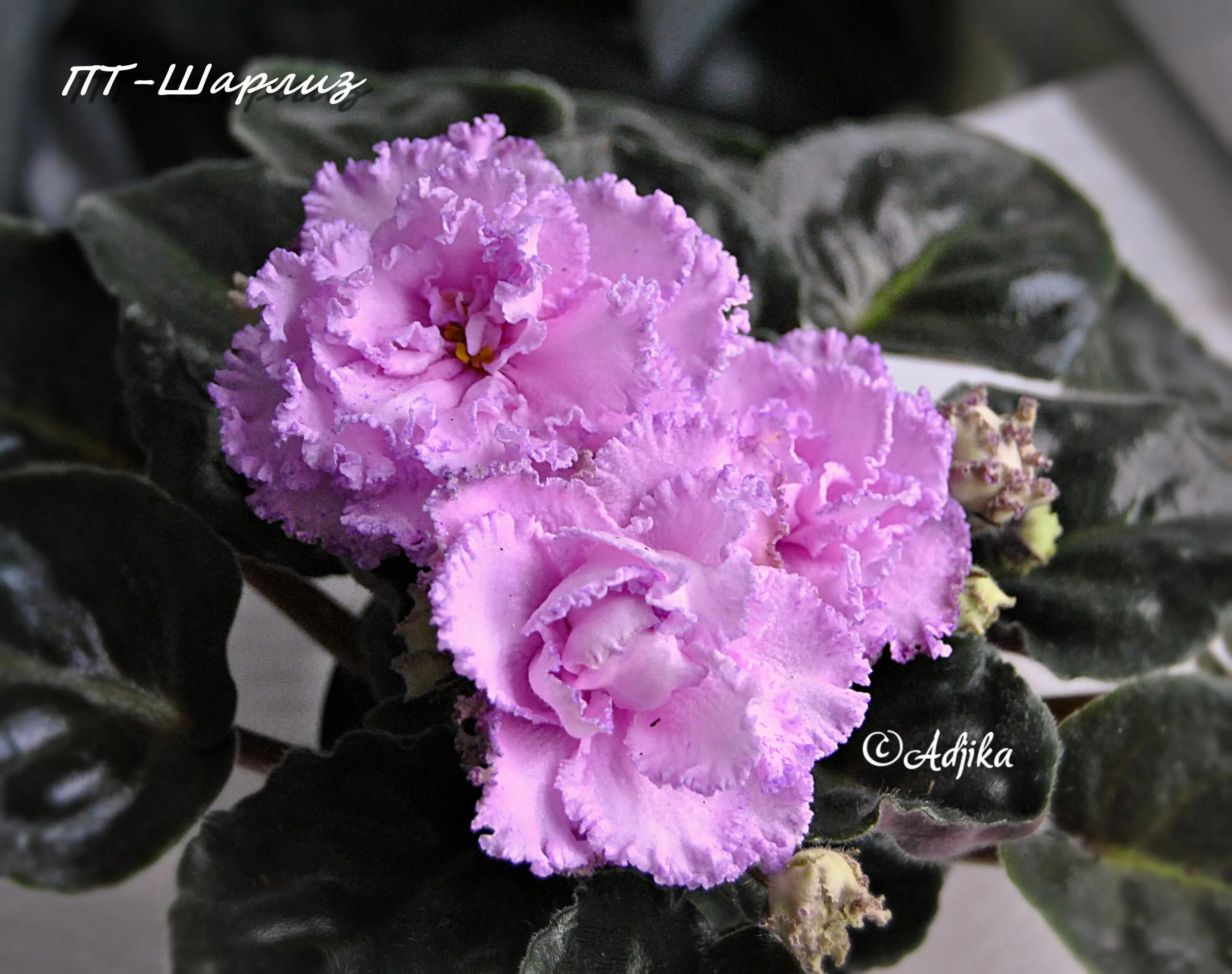 Пт шарлиз фиалка фото ПТ-Шарлиз African violets, Plants, Violet