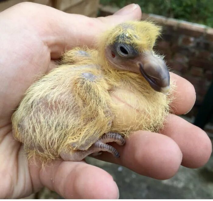 Птенец голубя фото маленького Have you ever seen a baby pigeon? Well you have now. - 9GAG