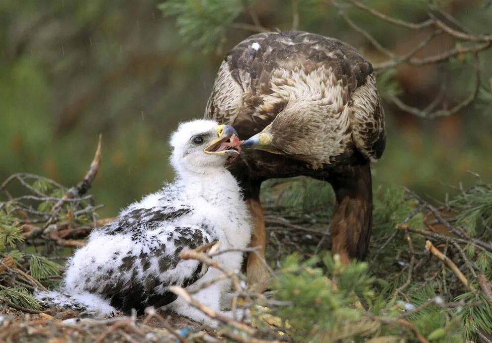 Птенец орла фото В мире животных Vögel