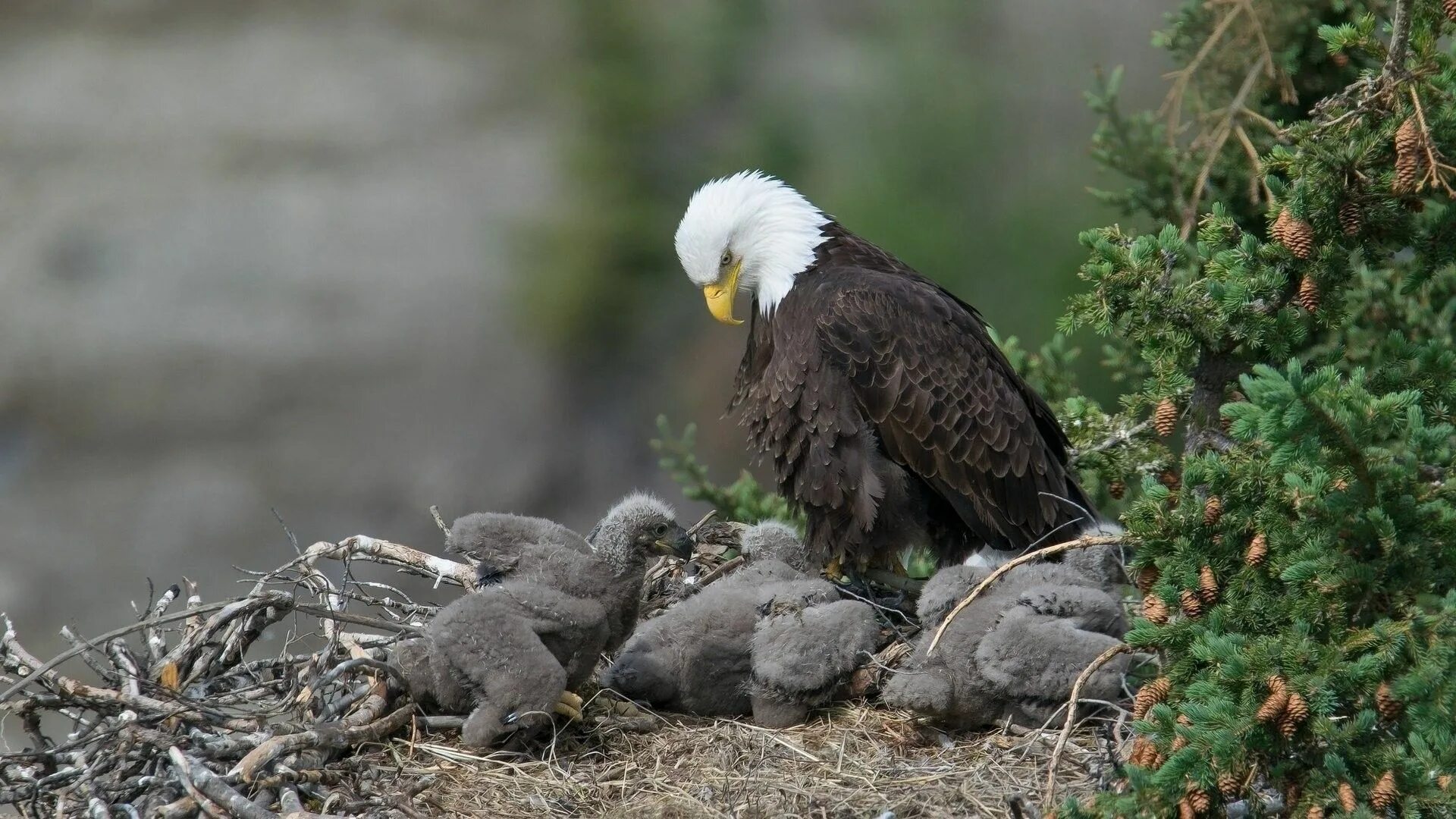 Птенец орла фото Eagle Landing in a Nest x All For Desktop Animals, Baby bald eagle, Baby animals