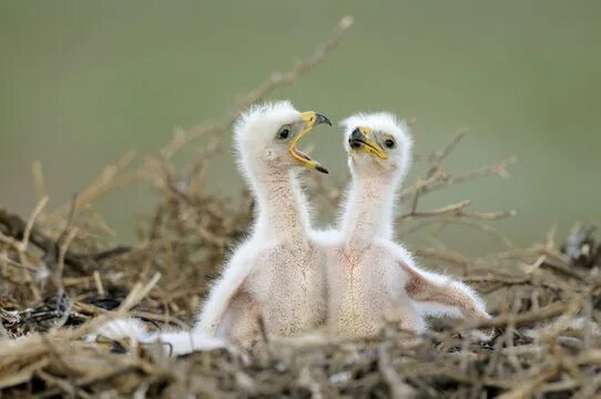 Птенец орла фото "Steppe Eagle" Зображення - огляд 2,194 Стокові фото, векторні зображення й віде