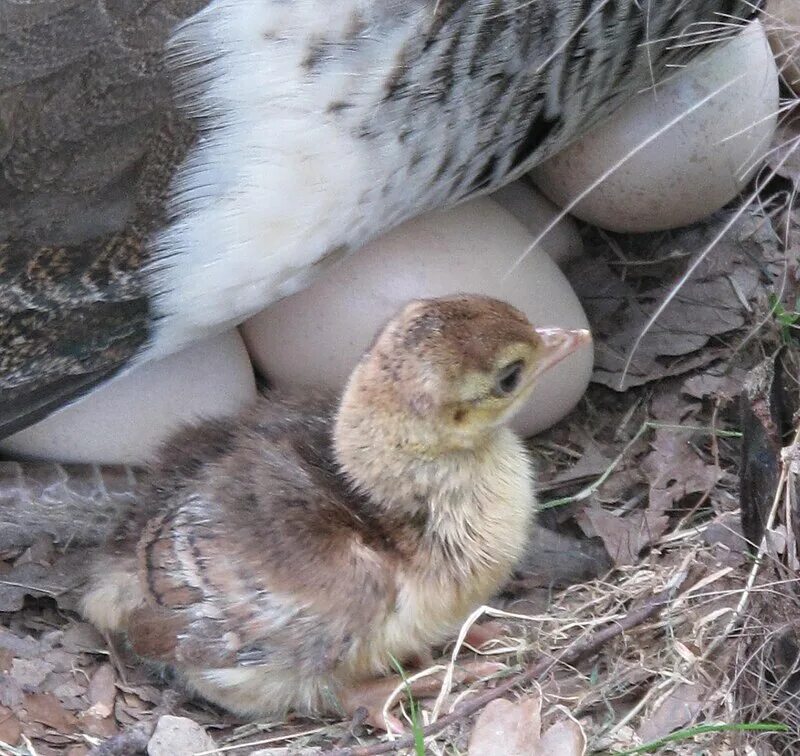 Птенец павлина фото как выглядит Datei:Chicken and egg of peacock (zoo d'Attilly).jpg - Wikipedia