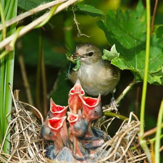 Птенцы птиц фото Mama Birds Feeding Baby Birds: 8 Heart Warming Photos Bit Rebels Baby bird, Pet 