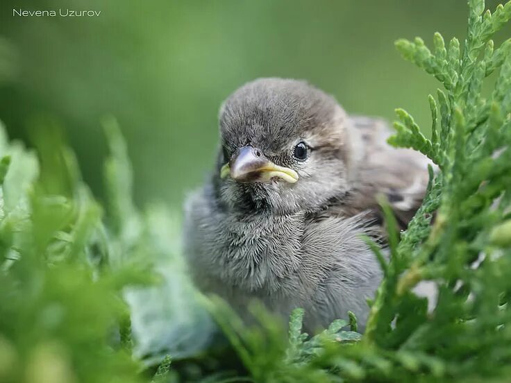 Птенцы птиц фото Nevena Uzurov - Hidden in the branches Animals, Bird photography, Animal theme