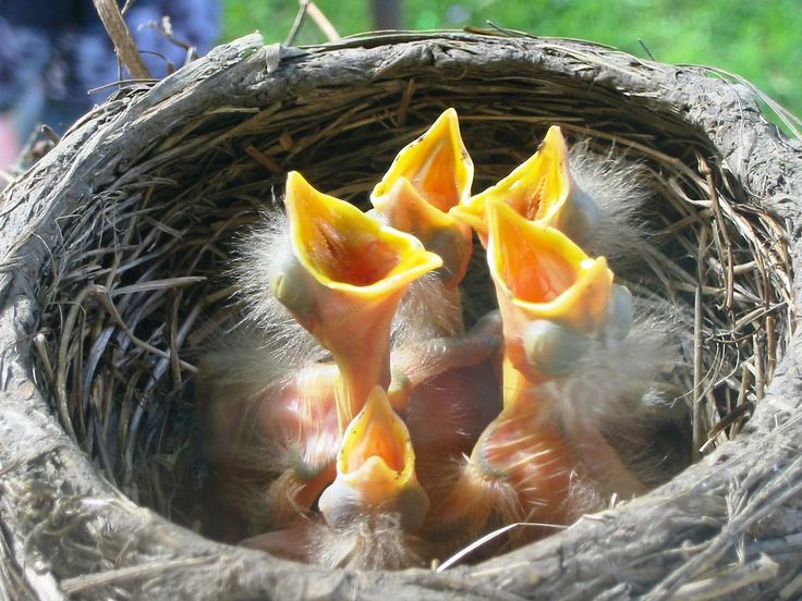 Птенцы птиц фото Яндекс.Фотки переехали Egg nest, Nature, Bird