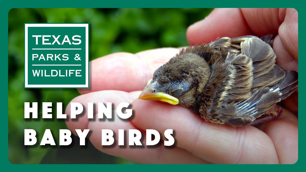 Птенцы птиц фото What To Do If You Find A Baby Bird - YouTube