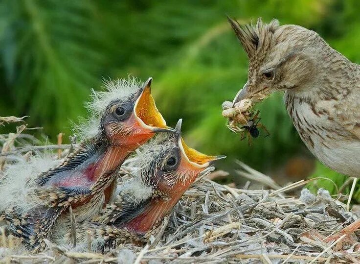 Птенцы птиц фото Feeding time ✨ Bird photography, Baby animals, Bird photo