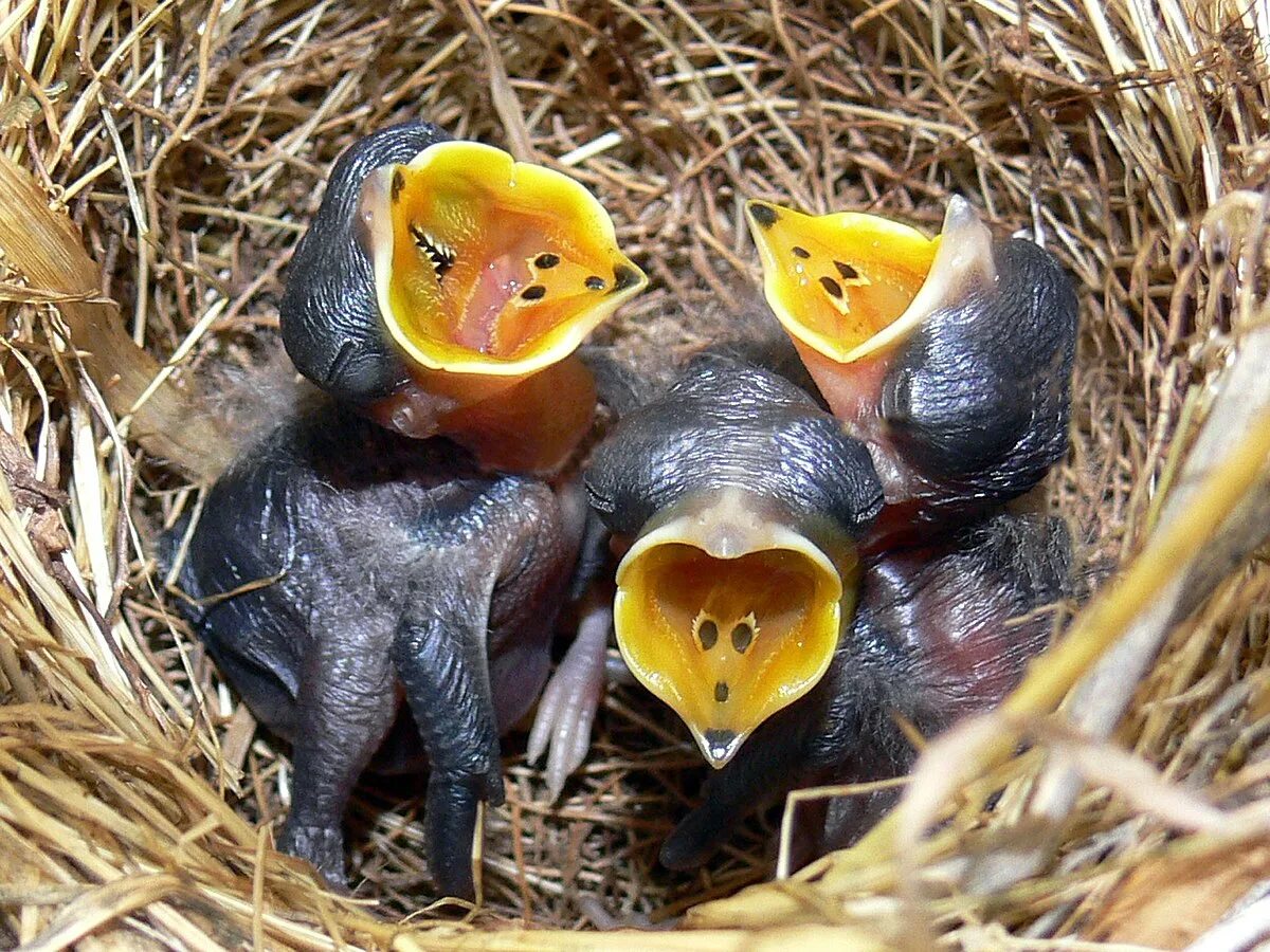 Птенцы птиц фото Голад - Вікіпедыя