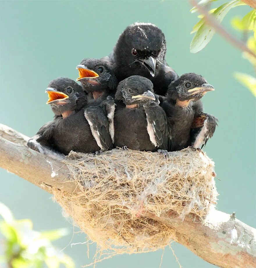 Птенцы птиц фото Family Portrait Bird, Birds, Beautiful birds