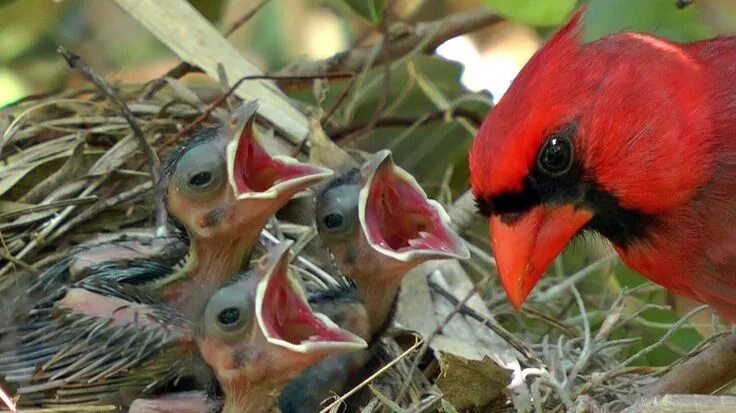 Птенцы птиц фото с названиями HD Northern cardinals feeding baby birds 1080 Beautiful birds, Backyard birds wa