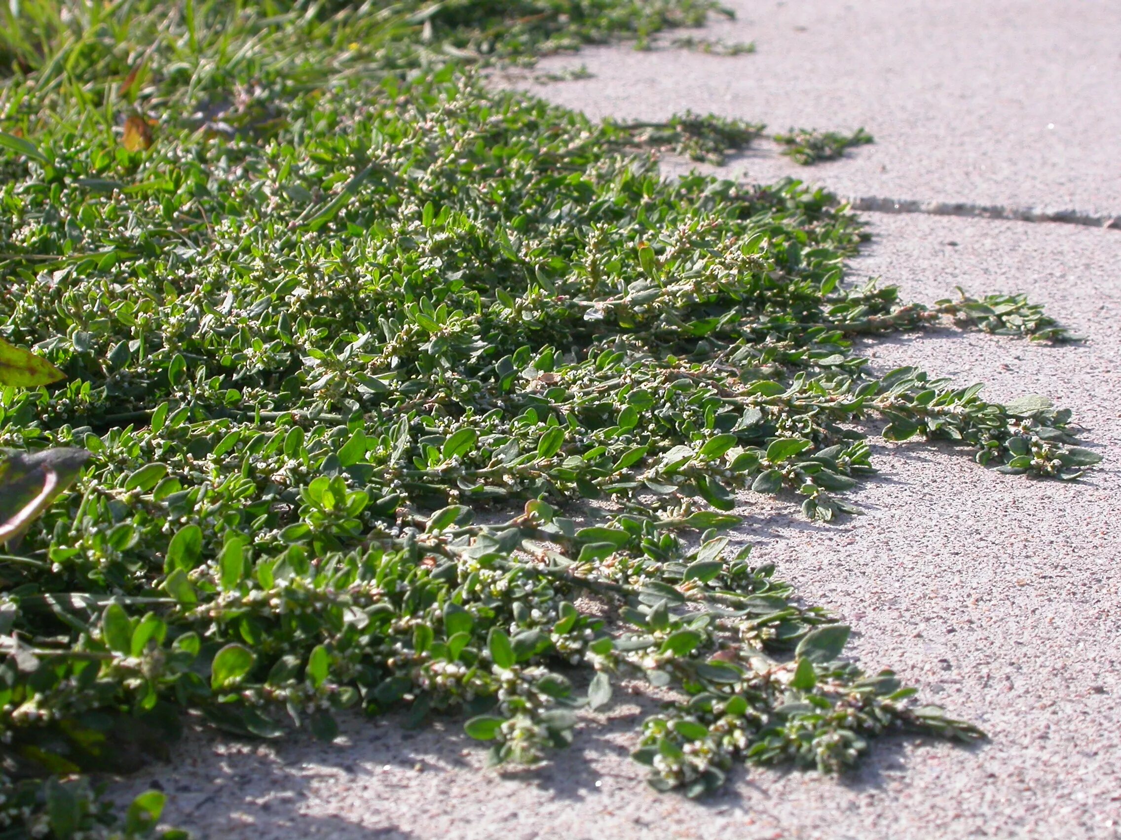 Птичий горец трава фото File:Polygonum aviculare (4972494994).jpg - Wikimedia Commons