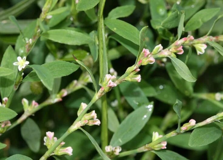 Птичий горец трава фото Knotgrass Plant leaves, Garden, Wild flowers