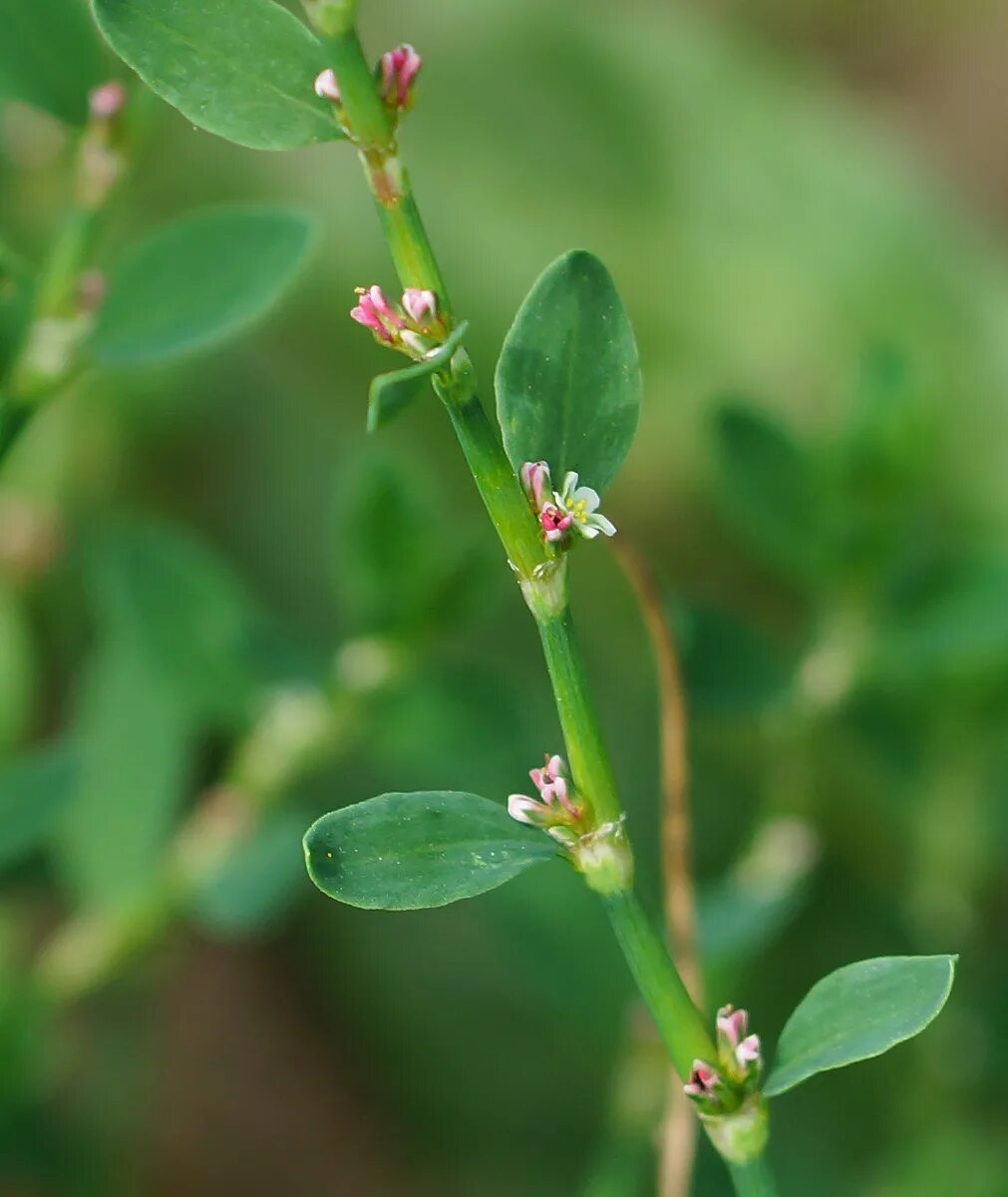 Птичий горец трава фото крупным Polygonum arenastrum - Image of an specimen - Plantarium