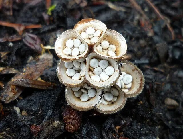 Птичий гриб как выглядит bird's nest fungi - crucibulum laeve Fungi, Stuffed mushrooms, Bird nest