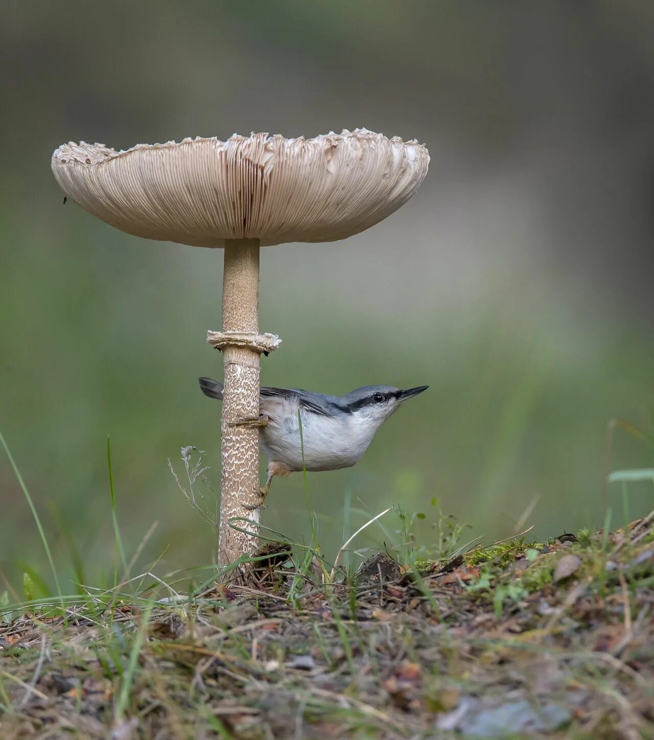 Птичий гриб как выглядит Ravenwhimsy's Wonderful World Stuffed mushrooms, Fungi art, Mushroom fungi