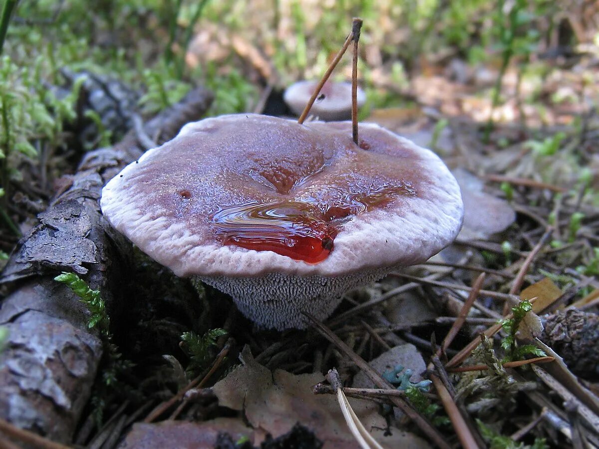 Птичий гриб как выглядит Hydnellum ferrugineum. Фото на сайте "Грибы Калужской области"