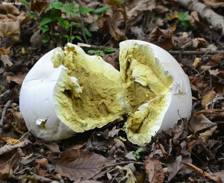 Птичий гриб как выглядит Calvatia gigantea - Il Giardino Commestible