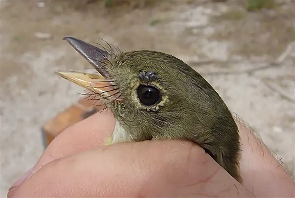 Птичий клещ фото Study shows migratory songbirds can carry ticks into the United States