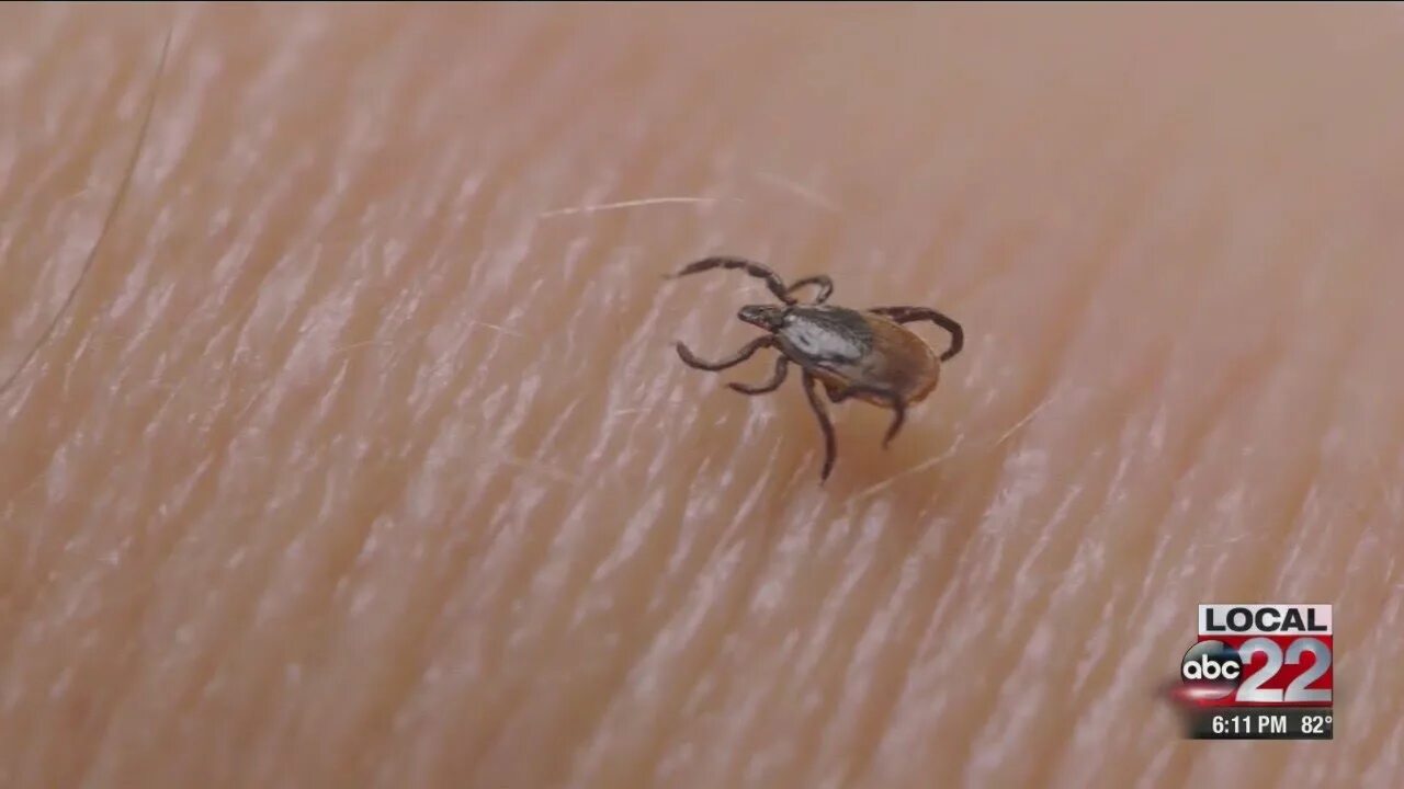 Птичий клещ у человека фото Health officials urge Vermonters to be tick aware - YouTube