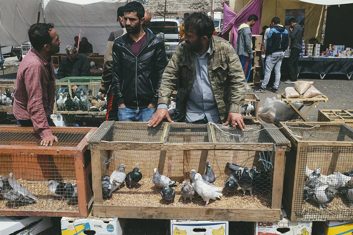 Птичий рынок москва фото Through the Lens: Edirnekapı Kuş Pazarı (Bird Market)