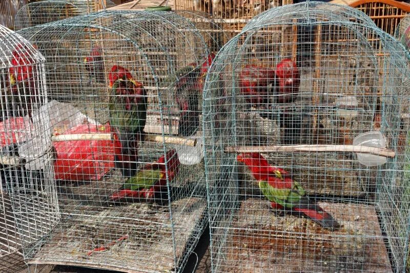 Птичий рынок сорока московская область пушкино фото Pramuka Bird Market, Jakarta, Indonesia Stock Image - Image of trade, selling: 3