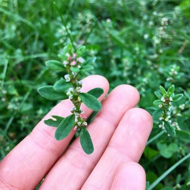 Птичий спорыш трава фото Спорыш (горец птичий), морозостойкий, лекарственный, декоративный, неприхотливый