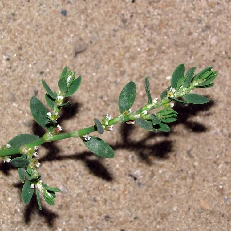 Птичий спорыш трава фото Polygonum arenastrum - Image of an specimen - Plantarium