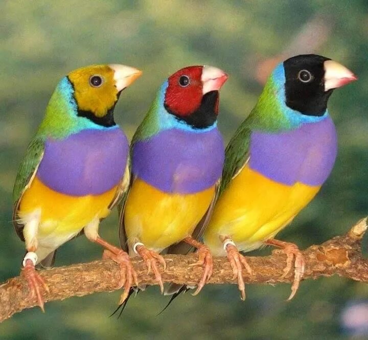 Птичка амадина фото уход в домашних условиях Osama Abo Zied - Mobile Uploads Pet birds, Colorful birds, Finches bird