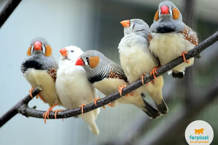 Птичка амадина фото уход в домашних условиях Caring for finches: species, prices and keeping them - LOVE FERPLAST