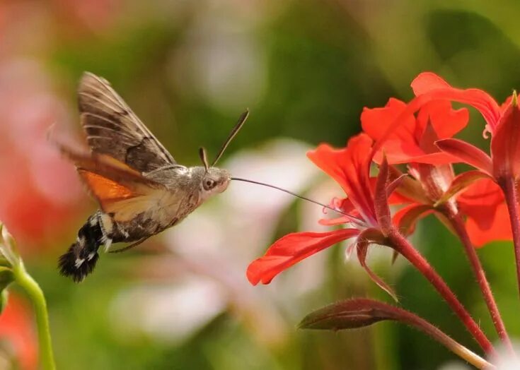 Птичка бабочка бражник фото Колибри мира насекомых Polilla halcón, Polilla, Colibri