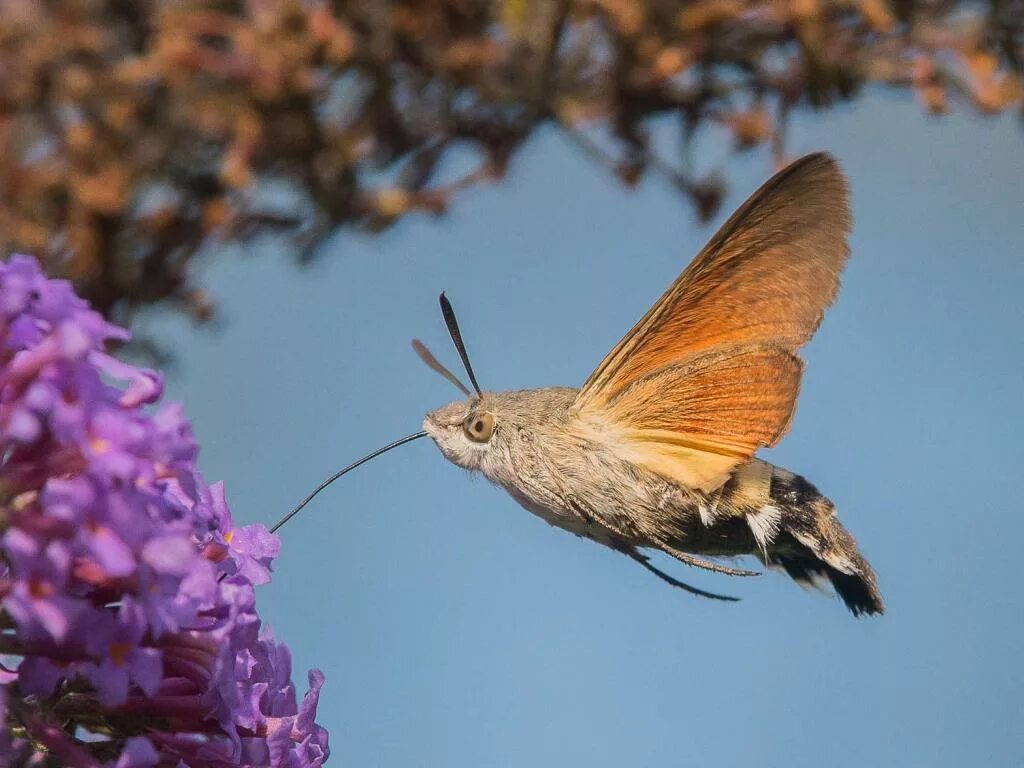 Птичка бабочка бражник фото Wales Office Butterfly Conservation