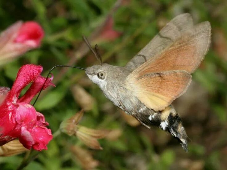 Птичка бабочка бражник фото Hummingbird hawk-moth - Google Search Hawk moth, Hummingbird moth, Moth