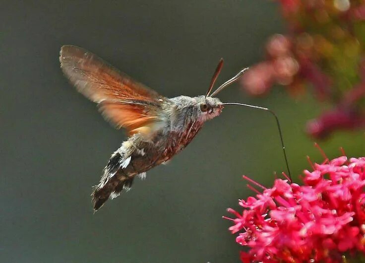 Птичка бабочка бражник фото Hummingbird Hawk-moth Hummingbird moth, Moth, Hawk moth