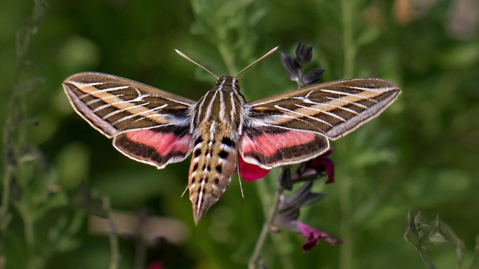 Птичка бабочка бражник фото Hummingbird Moth Hummingbird moth, Moth species, Moth tattoo