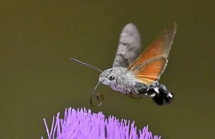 Птичка бабочка бражник фото Pin by Everson Ligot on Borboletas Hawk moth, Hummingbird moth, Moth facts