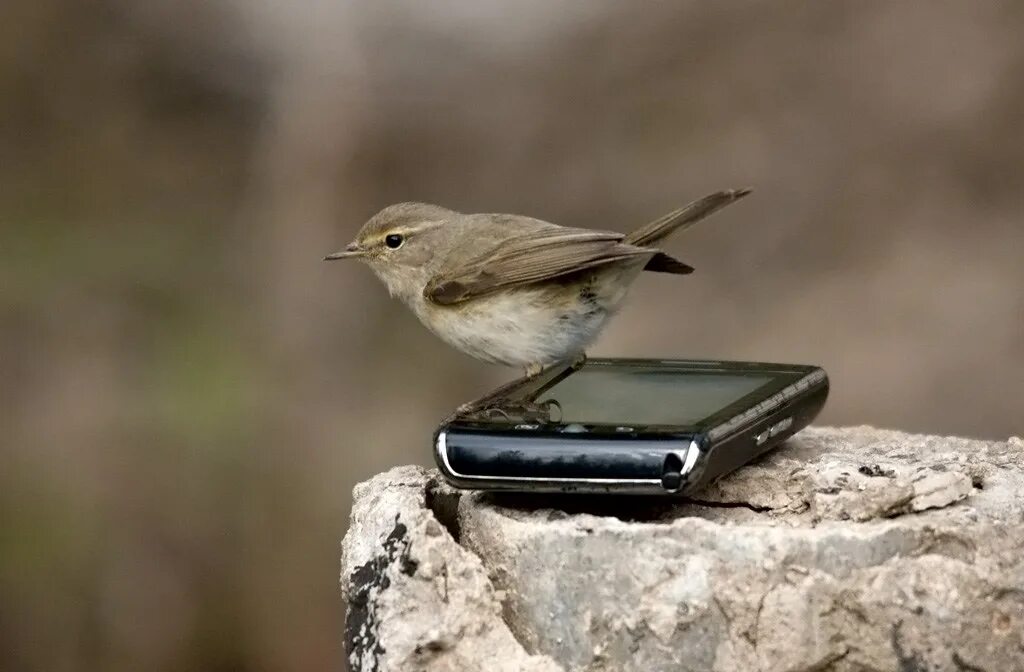 Птичка московская ул 5 фото Chiffchaff Voice record from my mobile phone Chiffchaff - . Flickr