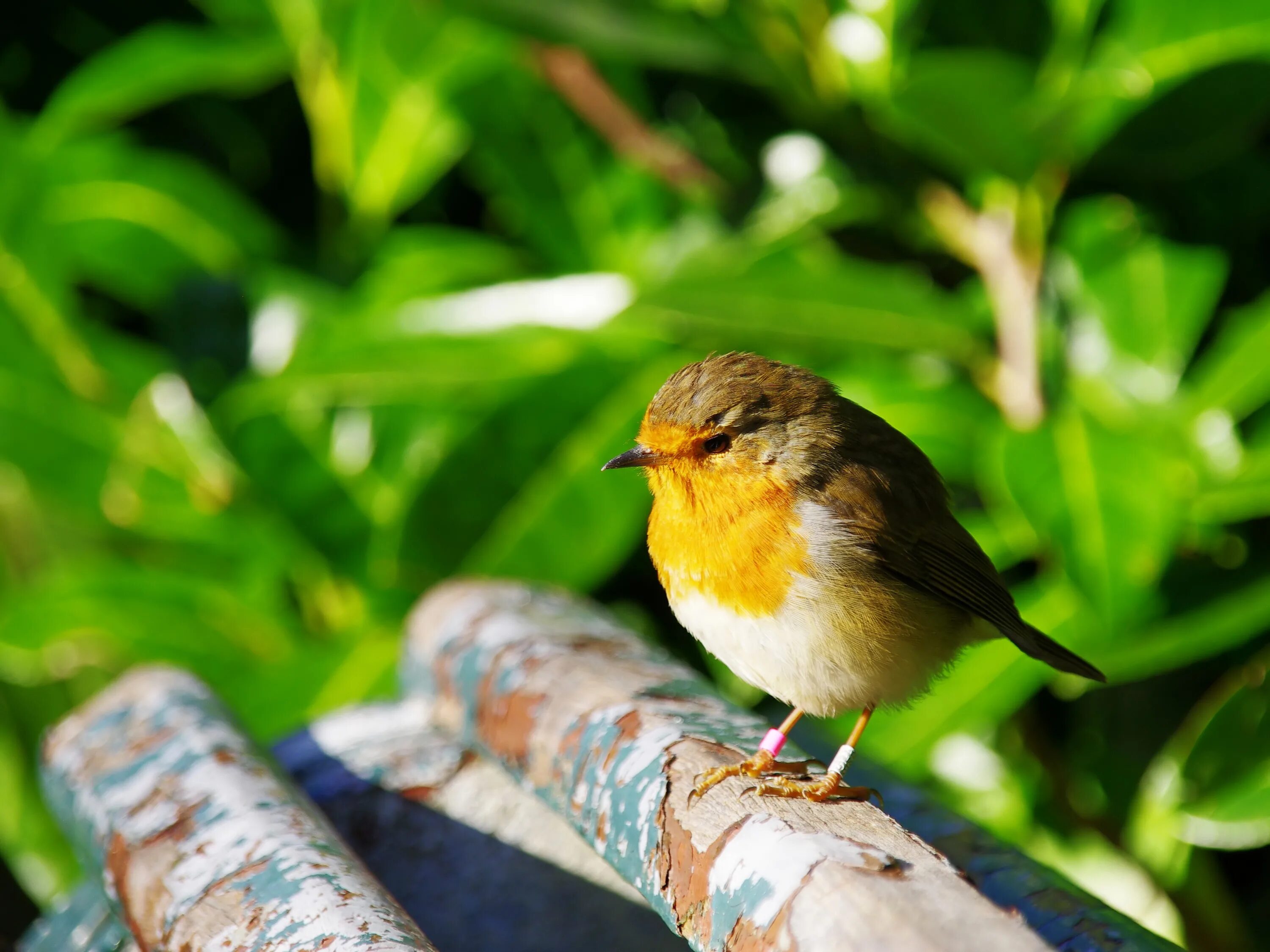 Птичка невеличка краснодар фото Скачать обои Природа, Птичка, Bird, раздел животные в разрешении 3585x2689